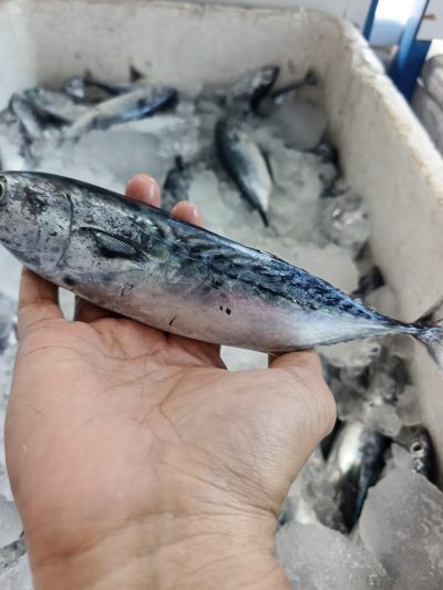 Cakalang Kecil