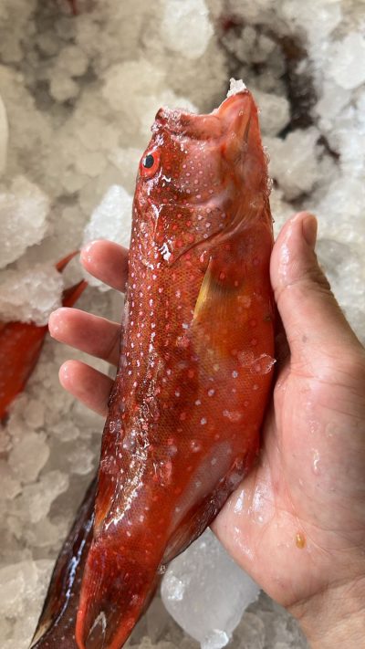 Sunu/Kerapu Merah