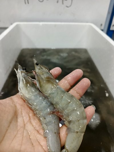 Udang Size