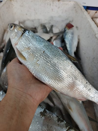 Bolu Besar