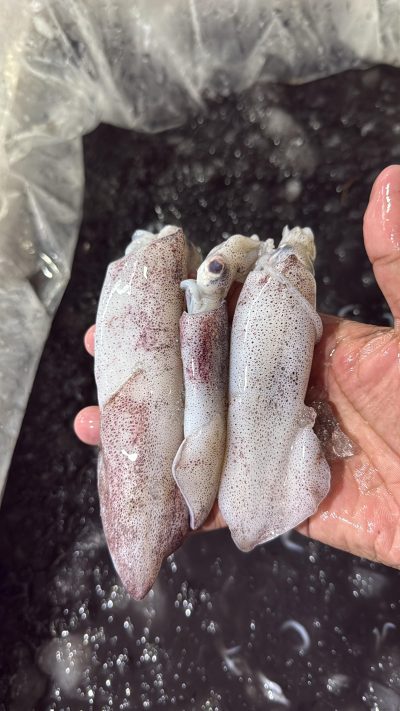 Cumi Teropong