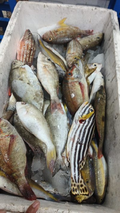 Ikan Karang Campur