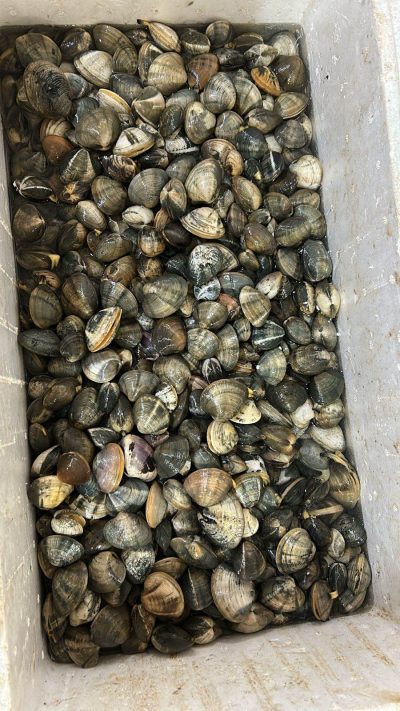 Kerang