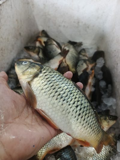 Ikan Mas