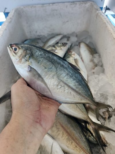 Baga-Baga