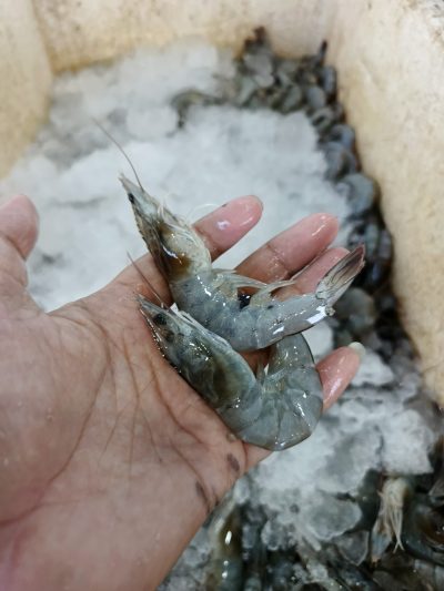 Udang B