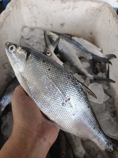Bolu Besar