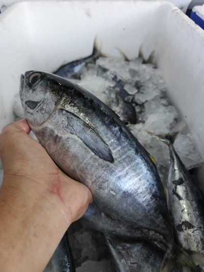 Tuna Sedang
