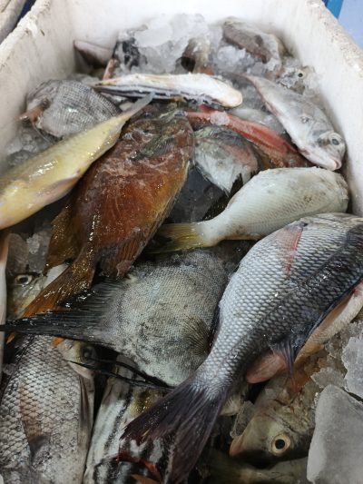 Ikan Karang Campur