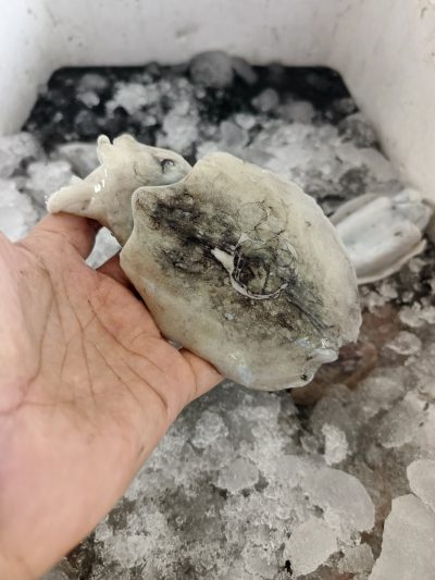 Cumi Sotong