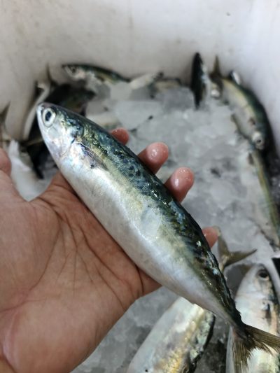 Banyar Sedang
