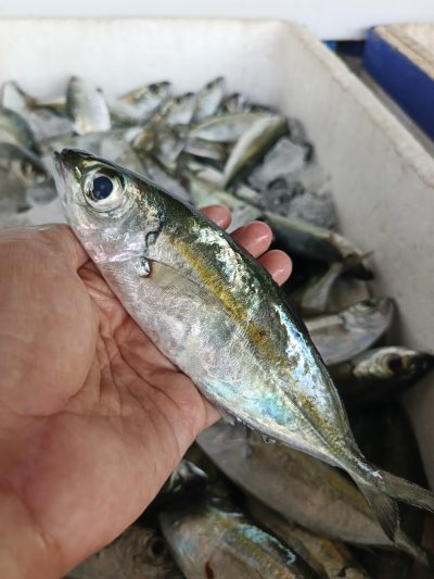Katombo Besar