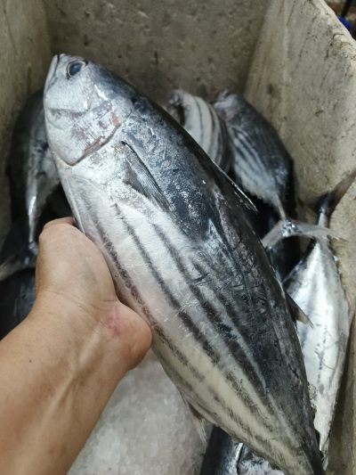 Cakalang Besar