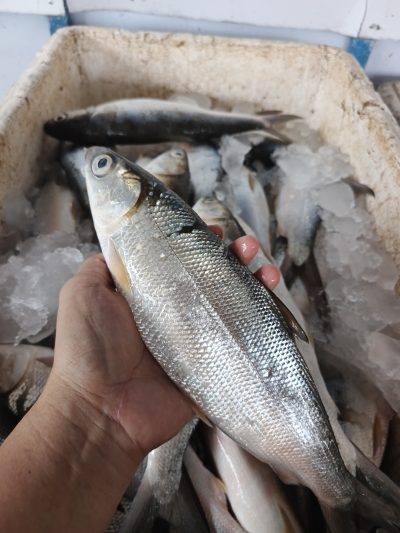 Bolu Kecil