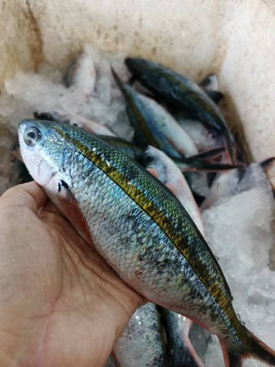 Sinrili Biru