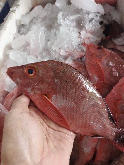Kakap Merah
