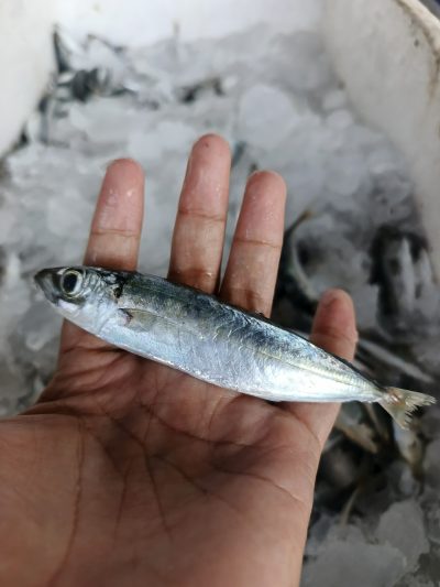 Layang Kecil