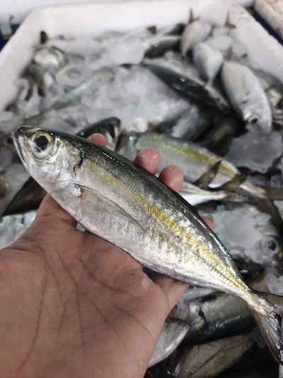 Katombo Sedang