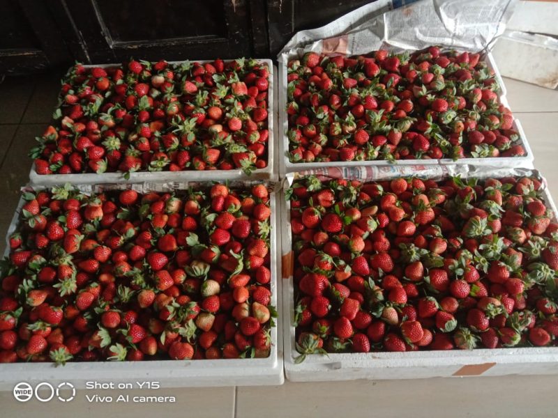 Stroberry segar