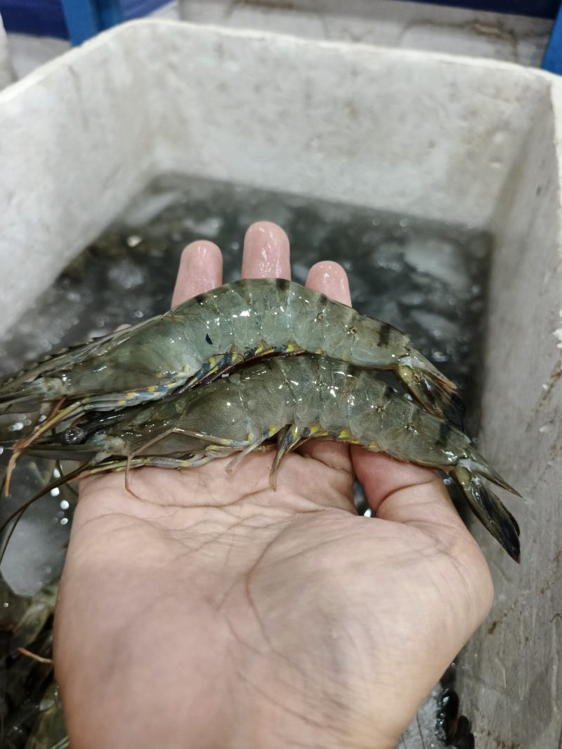 Udang Sitto