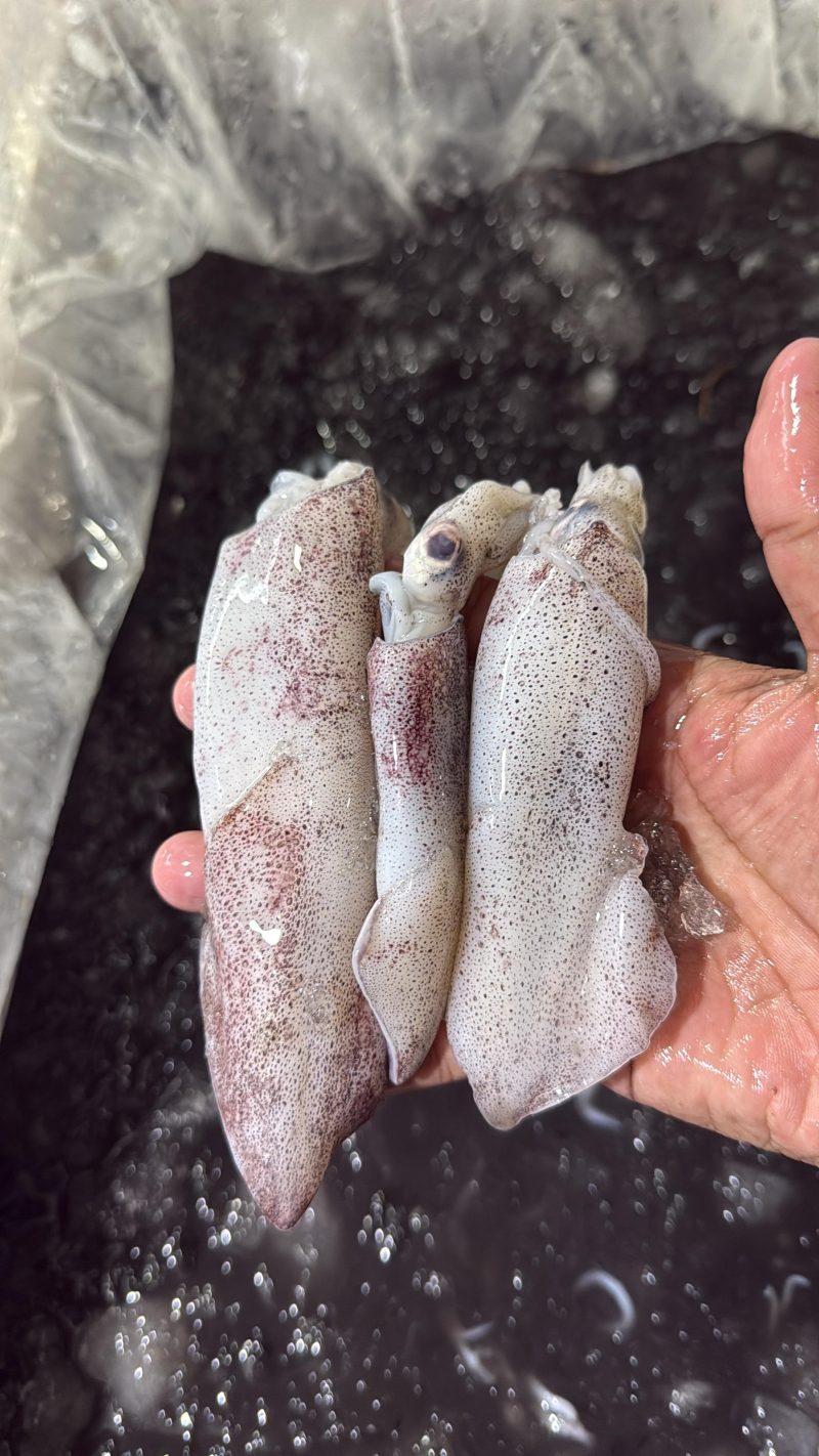 Cumi Teropong