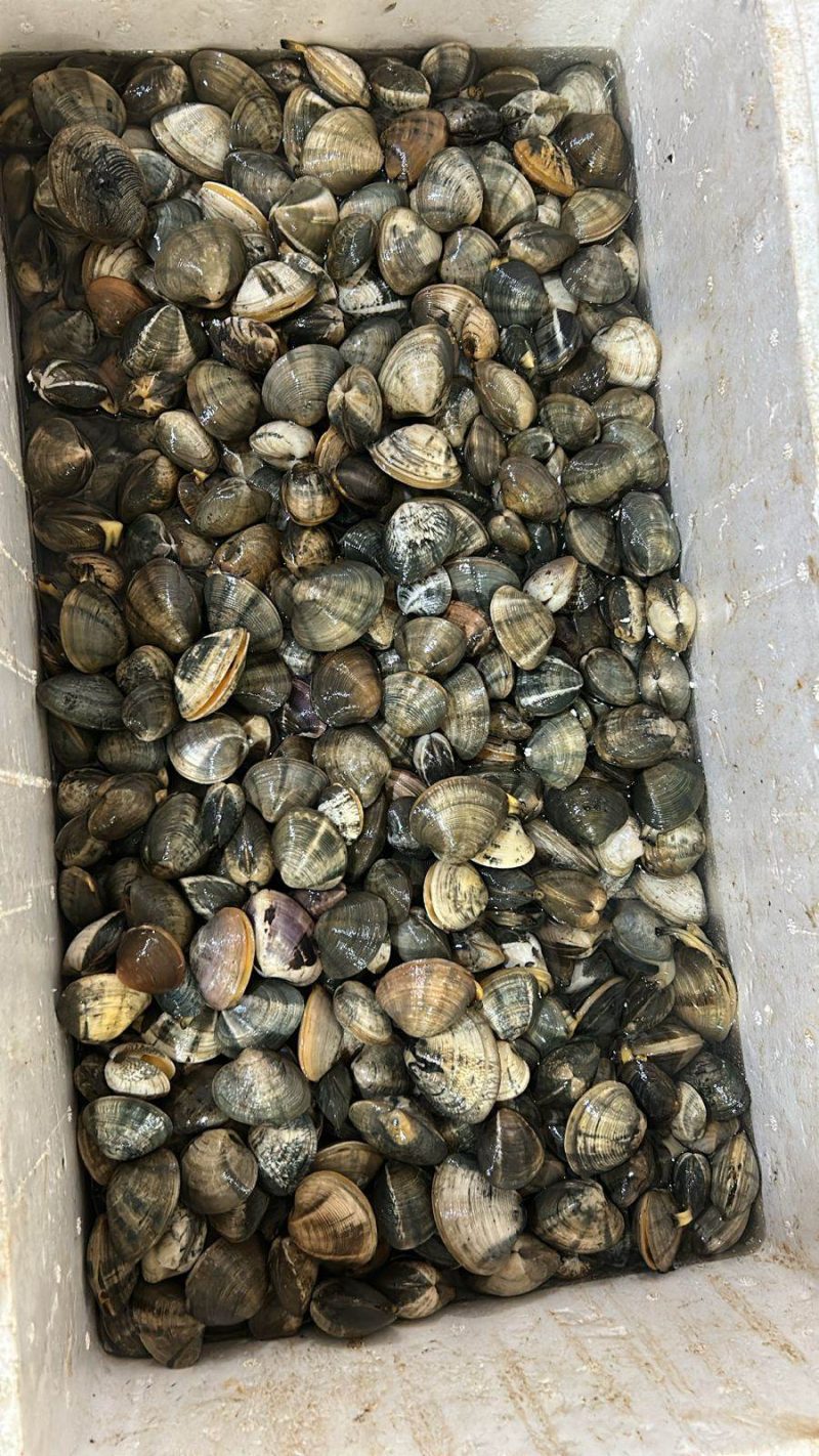 Kerang