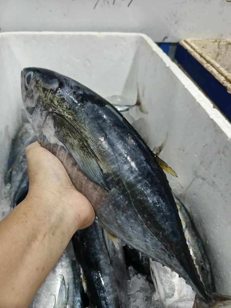 Bangkulis