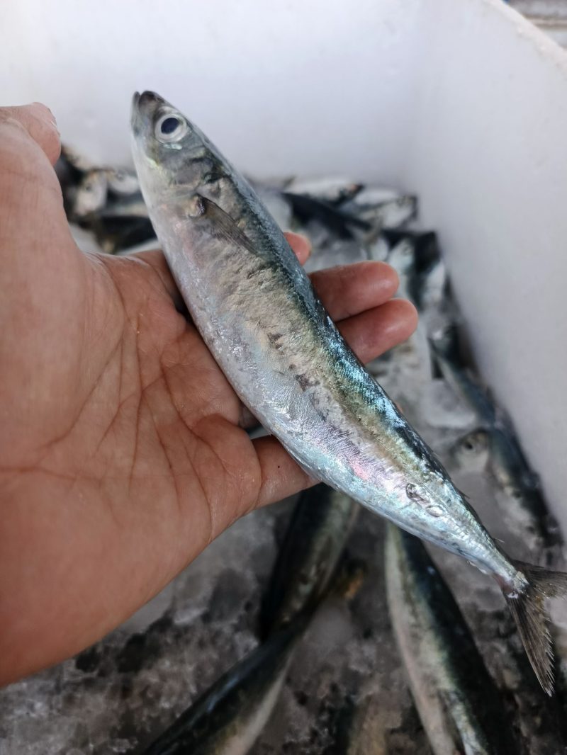 Layang Putih Sedang