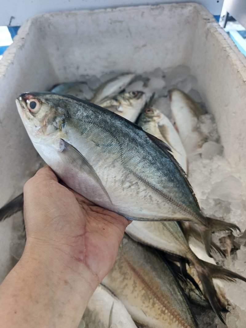 Baga-Baga