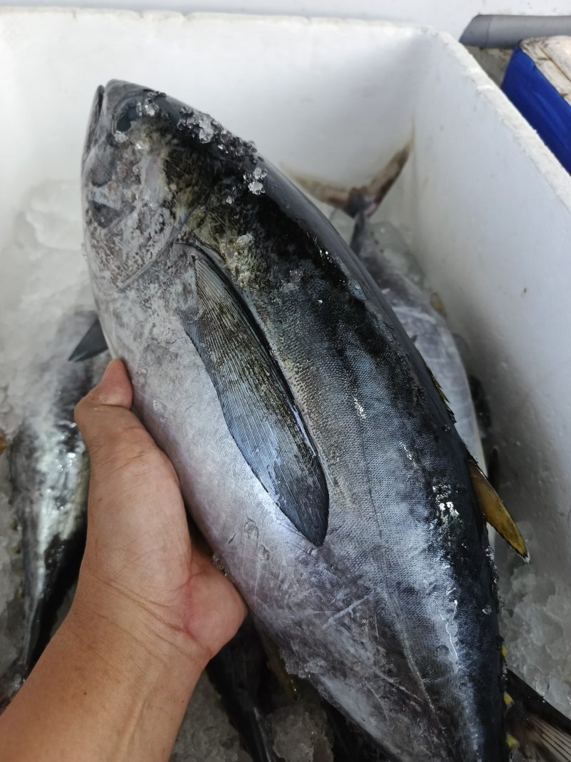 Tuna Besar