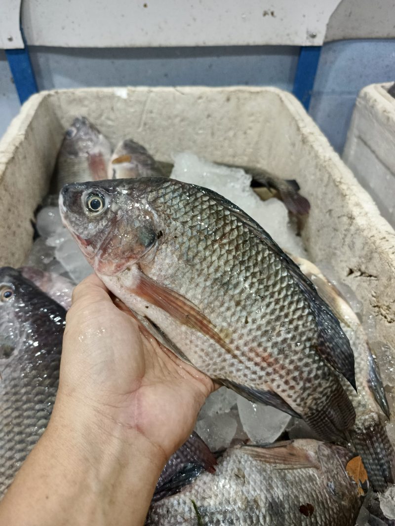 Nila Sedang