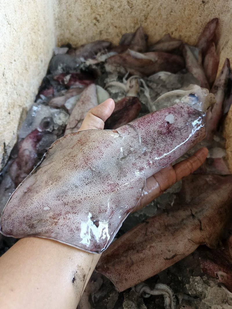 Cumi Teropong Besar