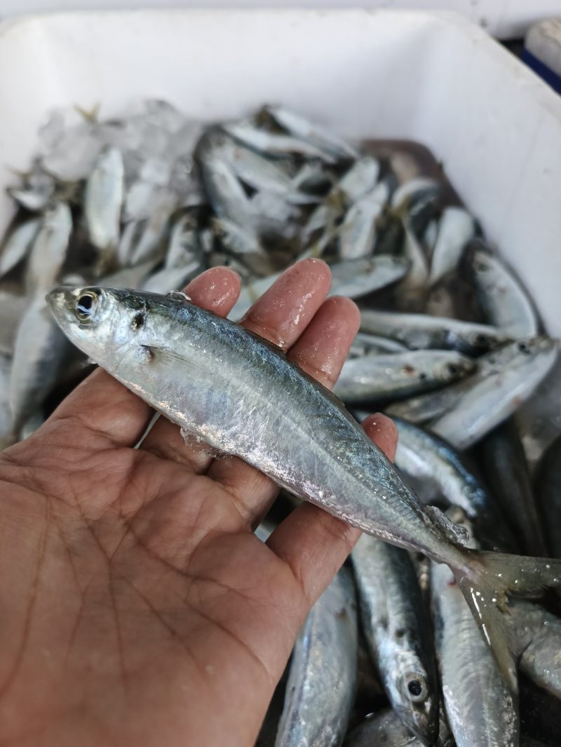 Layang Putih Kecil