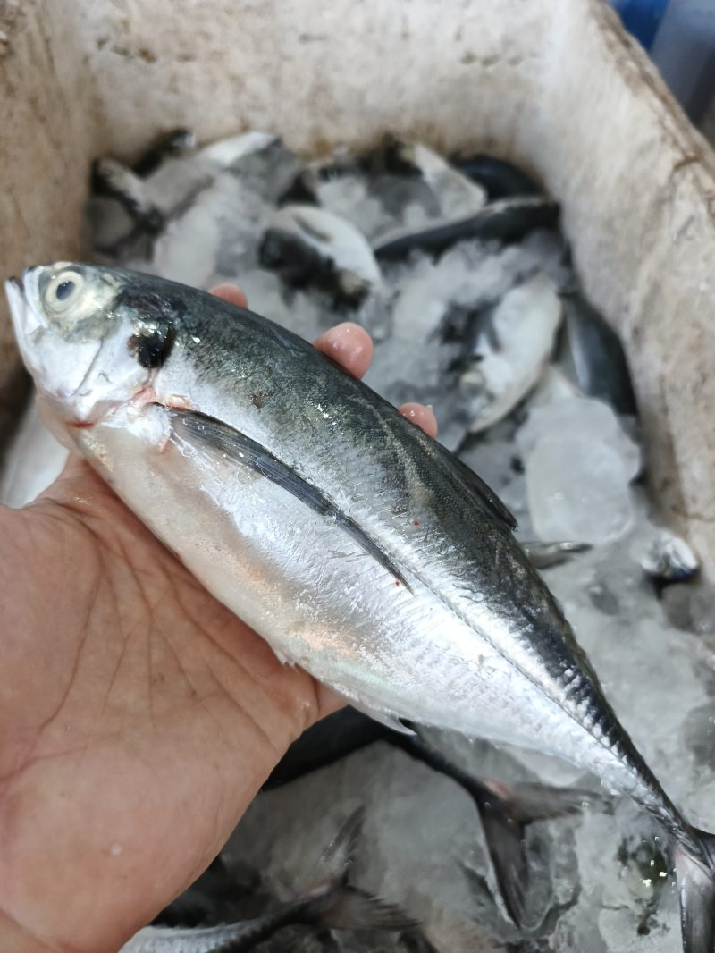 Sarisih