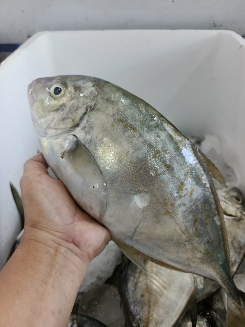 Lamuru
